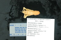 Orconectes (Orconectes) image